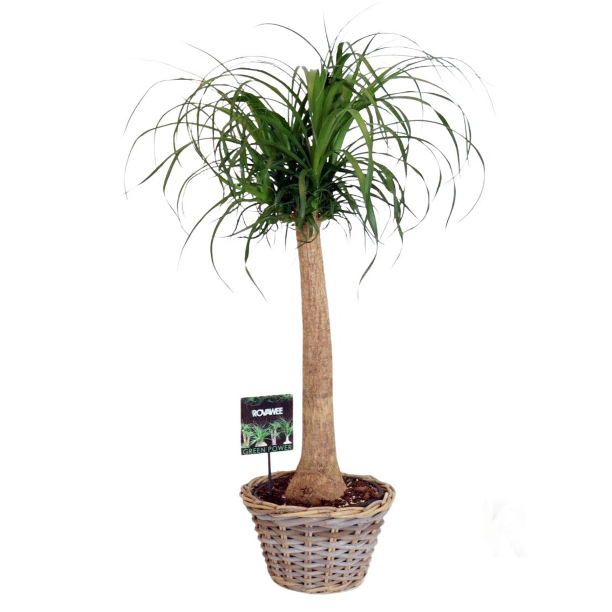 Nolina XXL w koszyku | Doniczka Ø 34 cm | Wysokość ok. 90 cm