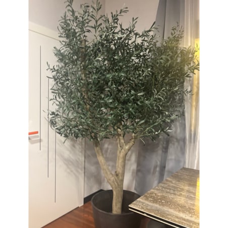 Drzewo oliwka na grubym naturalnym pniu 240 cm - olbrzymia