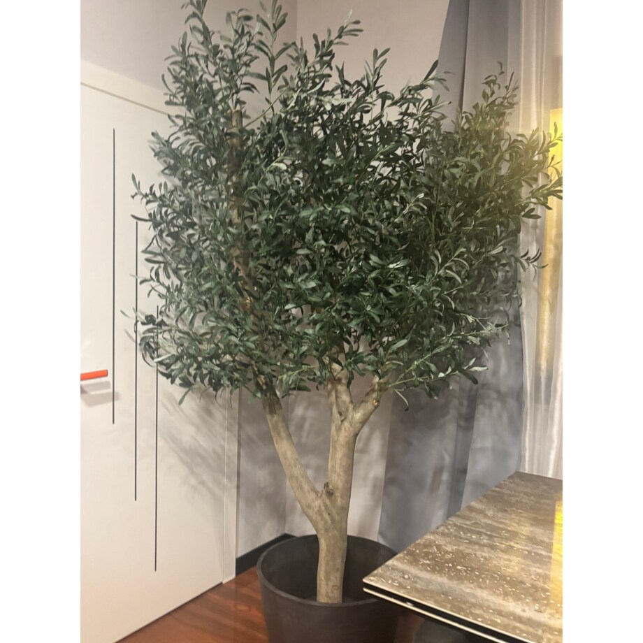 Drzewo oliwka na grubym naturalnym pniu 240 cm - olbrzymia