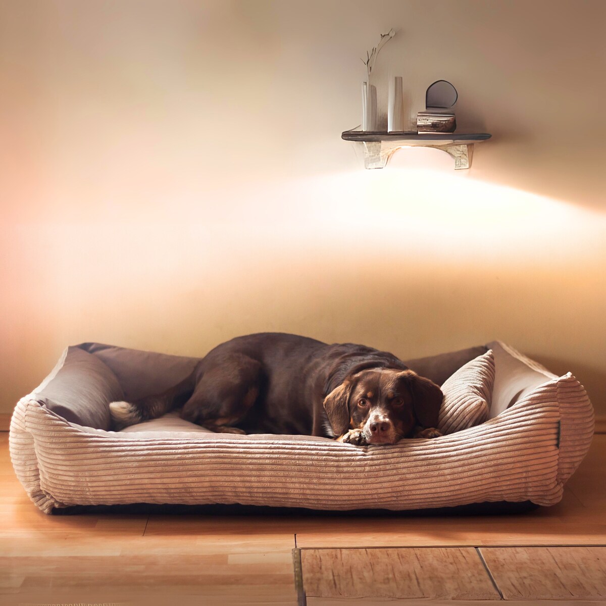 Sztruksowe legowisko dla psa MOLLY, 100x80 cm, Brąz