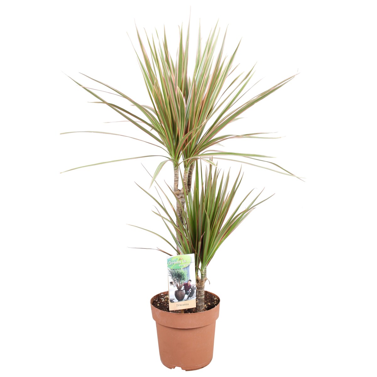 Dracaena marginata Bicolor | Doniczka Ø 17 cm | Wysokość ok. 80 cm