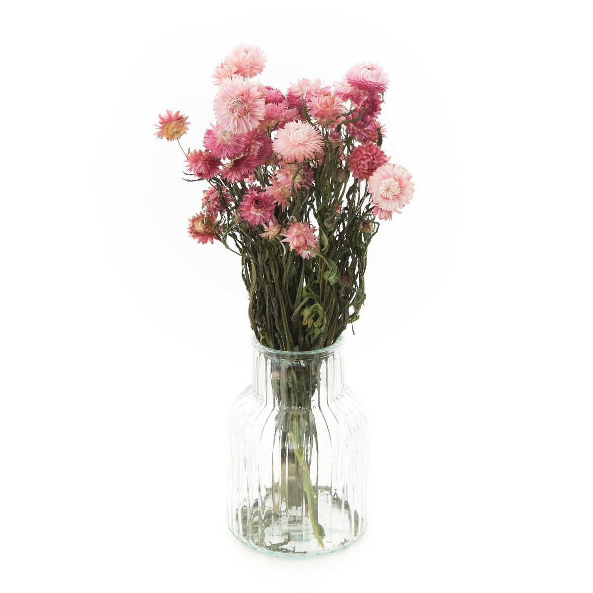 Kocanka Suszona Różowa