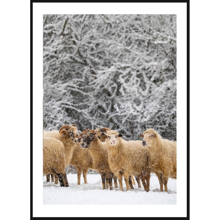 Poster Story, Plakat, Obraz - Owieczki w Płatkach Śniegu, wymiary 42 x 60 cm