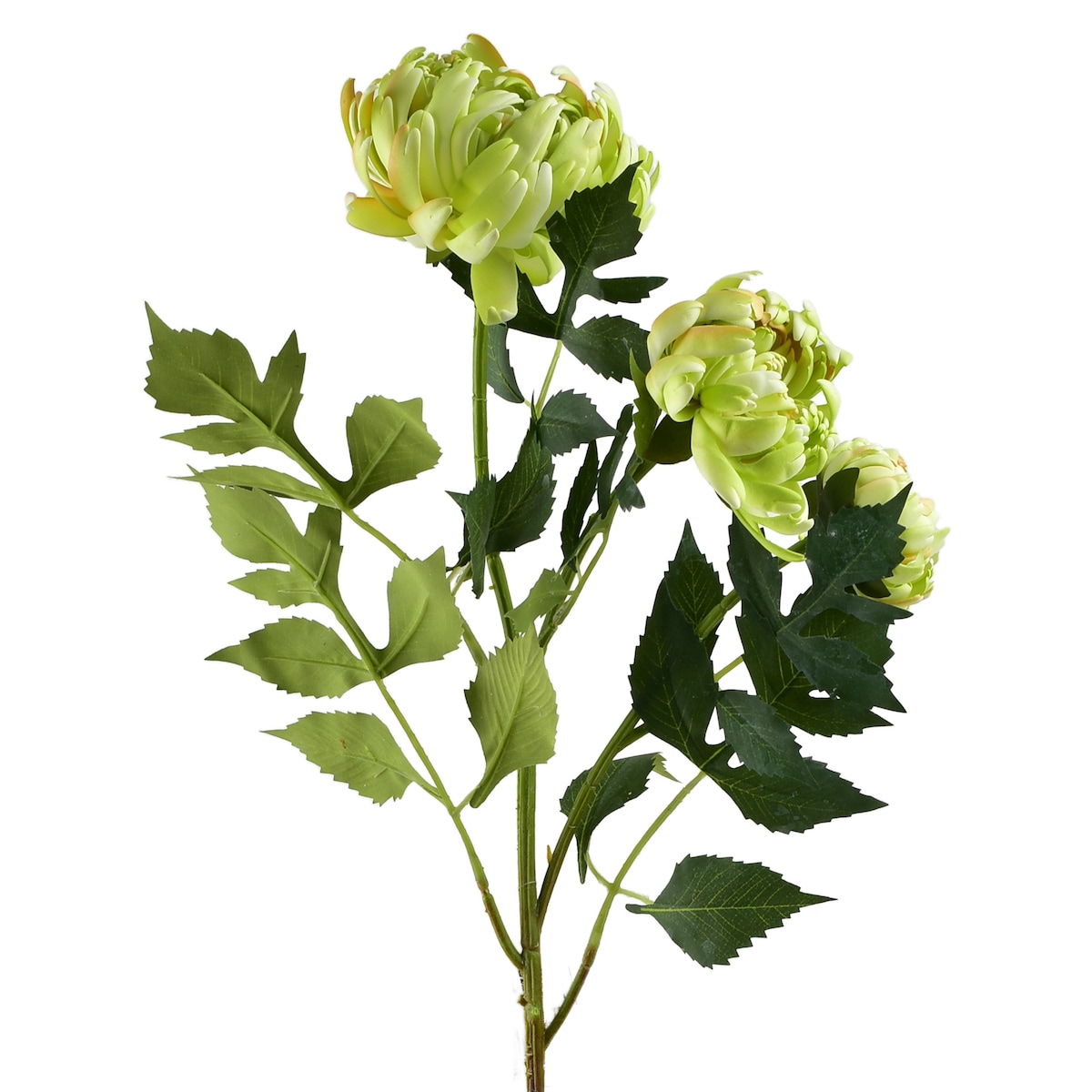 Gałązka Kwiatowa Viridis