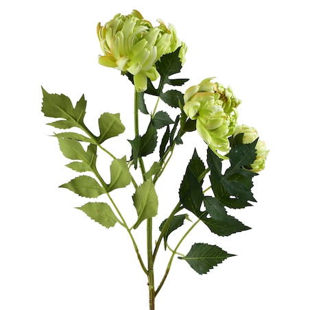Gałązka Kwiatowa Viridis