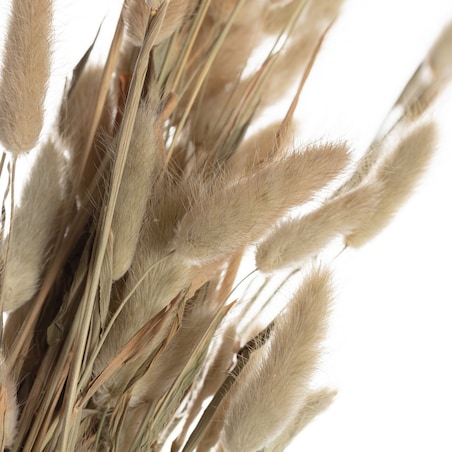 Bukiet Dmuszka 60cm beige, 5 x 5 x 60 cm