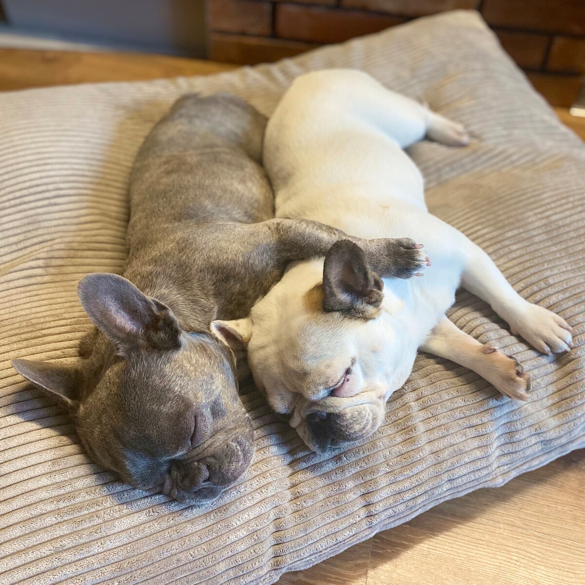 Poduszka dla psa ze sztruksu MOLLY, 100x80 cm, Beż