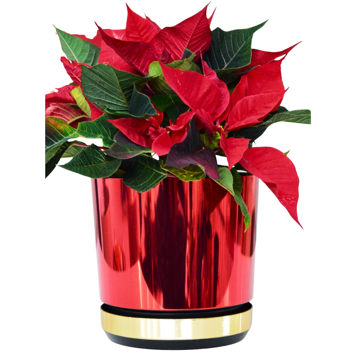 21 cm Doniczka z podstawką Czerwona + Złoty błyszczący wysoki połysk świąteczna do POINSECJI Gwiazdy Betlejemskiej dekoracja do stroików z drenażem wzór DUO/083/011