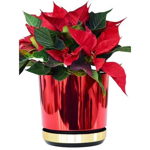 21 cm Doniczka z podstawką Czerwona + Złoty błyszczący wysoki połysk świąteczna do POINSECJI Gwiazdy Betlejemskiej dekoracja do stroików z drenażem wzór DUO/083/011