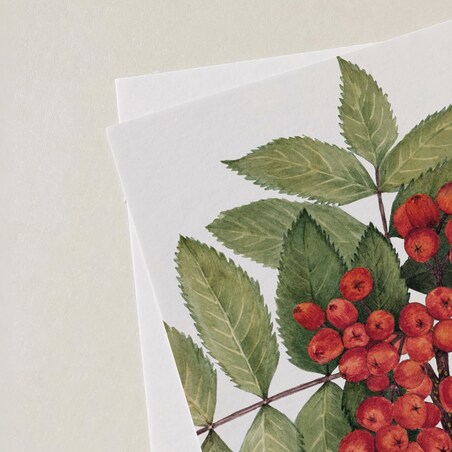 Plakat Jarzębina 21x30cm