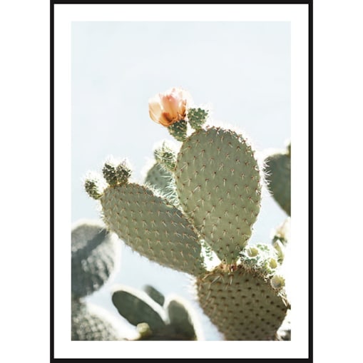 Poster Story, Plakat, Obraz - Pomarańczowy Kwiat Kaktusa, wymiary 30 x 42 cm