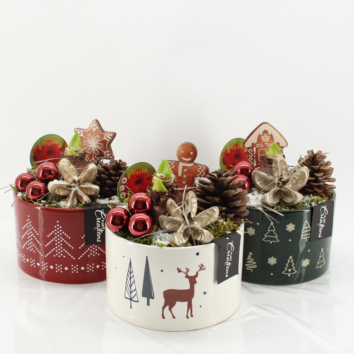 Kompozycja AMARYLLIS | ceramiczna biała doniczka Ø23cm | Wysokość 25 cm