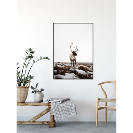 Poster Story, Plakat, Obraz - Renifer w Otoczeniu Śniegu, wymiary 21 x 30 cm