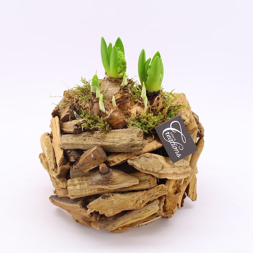 Kompozycja cebulowa z hiacyntów i narcyzów doniczka 23cm wysokość 25-40cm