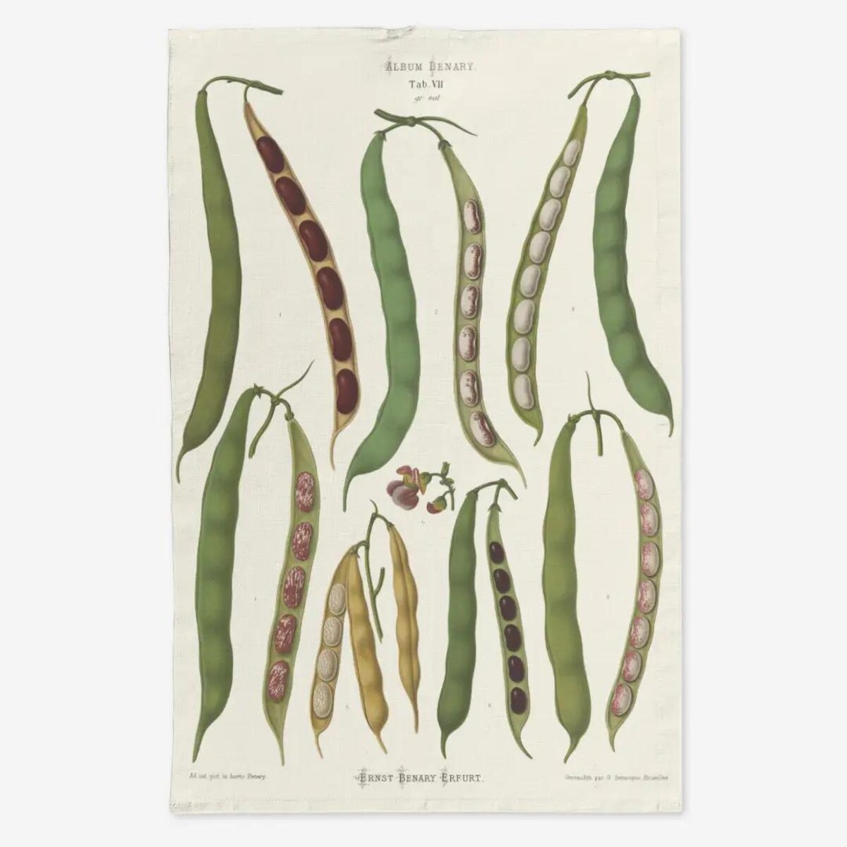 Lniany ręcznik kuchenny - Fasola