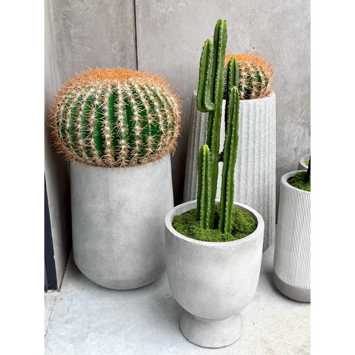 ZESTAW KAKTUSÓW KULISTYCH 25 I 45 CM