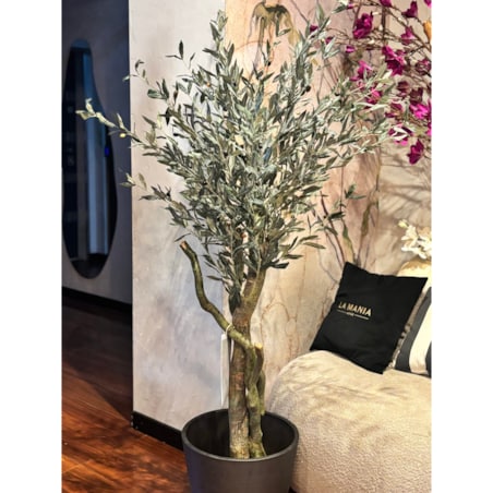 Drzewo oliwne 180cm na kręconym naturalnym pniu