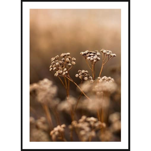 Poster Story, Plakat, Obraz - Jesienne Polne Kwiaty, wymiary 50 x 70 cm