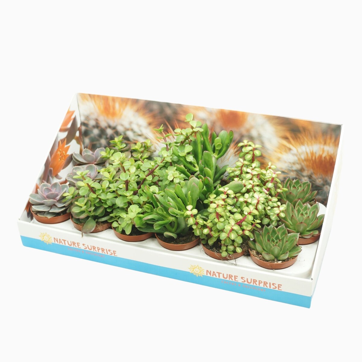 Succulenten Mix–18roślin w zestawie|doniczkaØ8,5 cm|Wysokość ok. 10 cm
