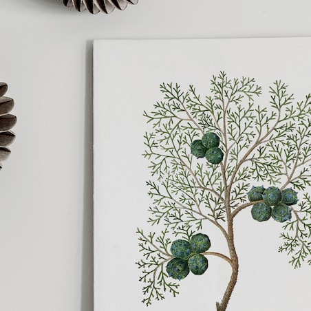 Plakat Cyprys 30x40cm