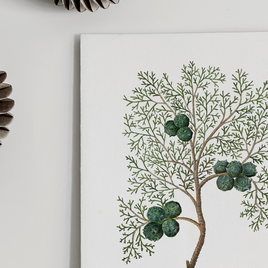 Plakat Cyprys 30x40cm