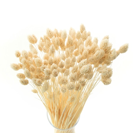 Phalaris Suszony Bielony