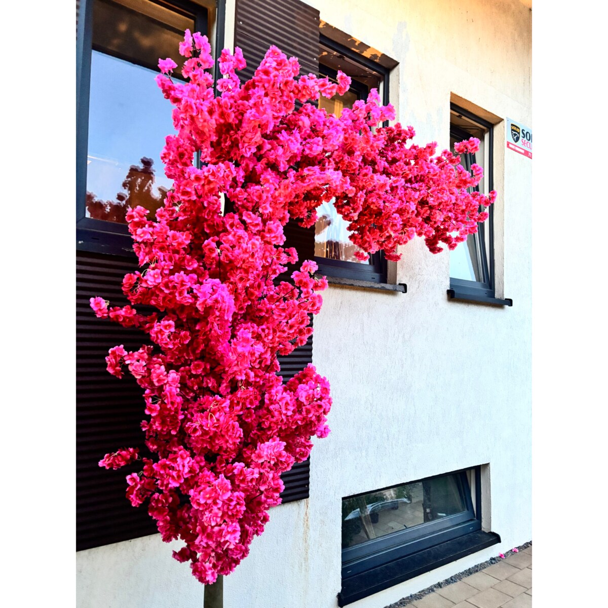 Drzewo wiśnia fuksjowa boczna na naturalnym pniu 220 cm