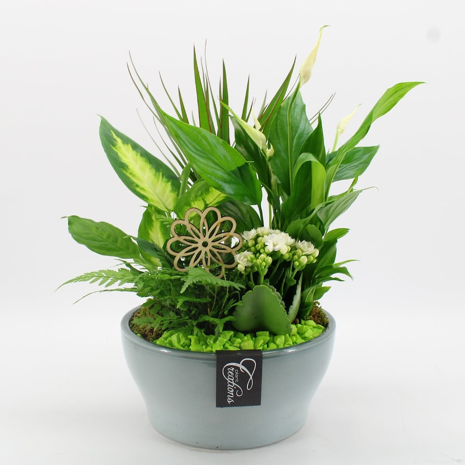 Kompozycja mix roślin w ceramicznej doniczce doniczka 22cm wysokość 50cm