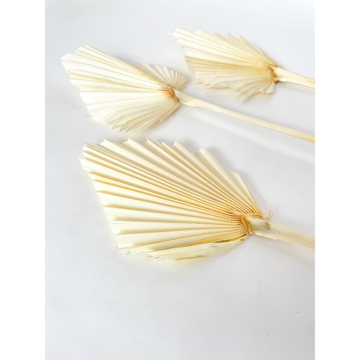 Suszony Liść Palmowy Bielony