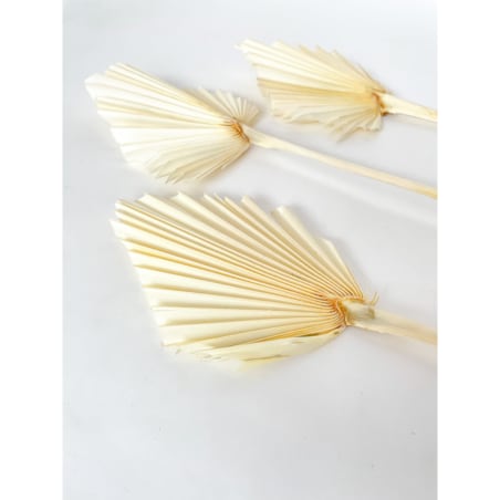 Suszony Liść Palmowy Bielony