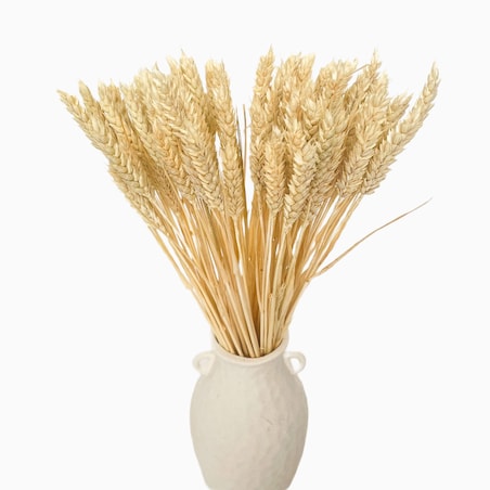 Suszona pszenica bielona - bukiet suchego zboża 60szt.