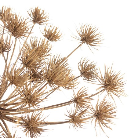 Gałązka Heracleum 125cm, 20 x 20 x 125 cm