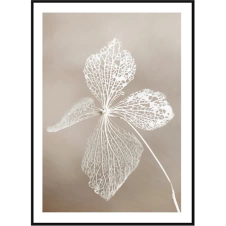 Poster Story, Plakat, Obraz - Suszony Kwiat, wymiary 50 x 70 cm