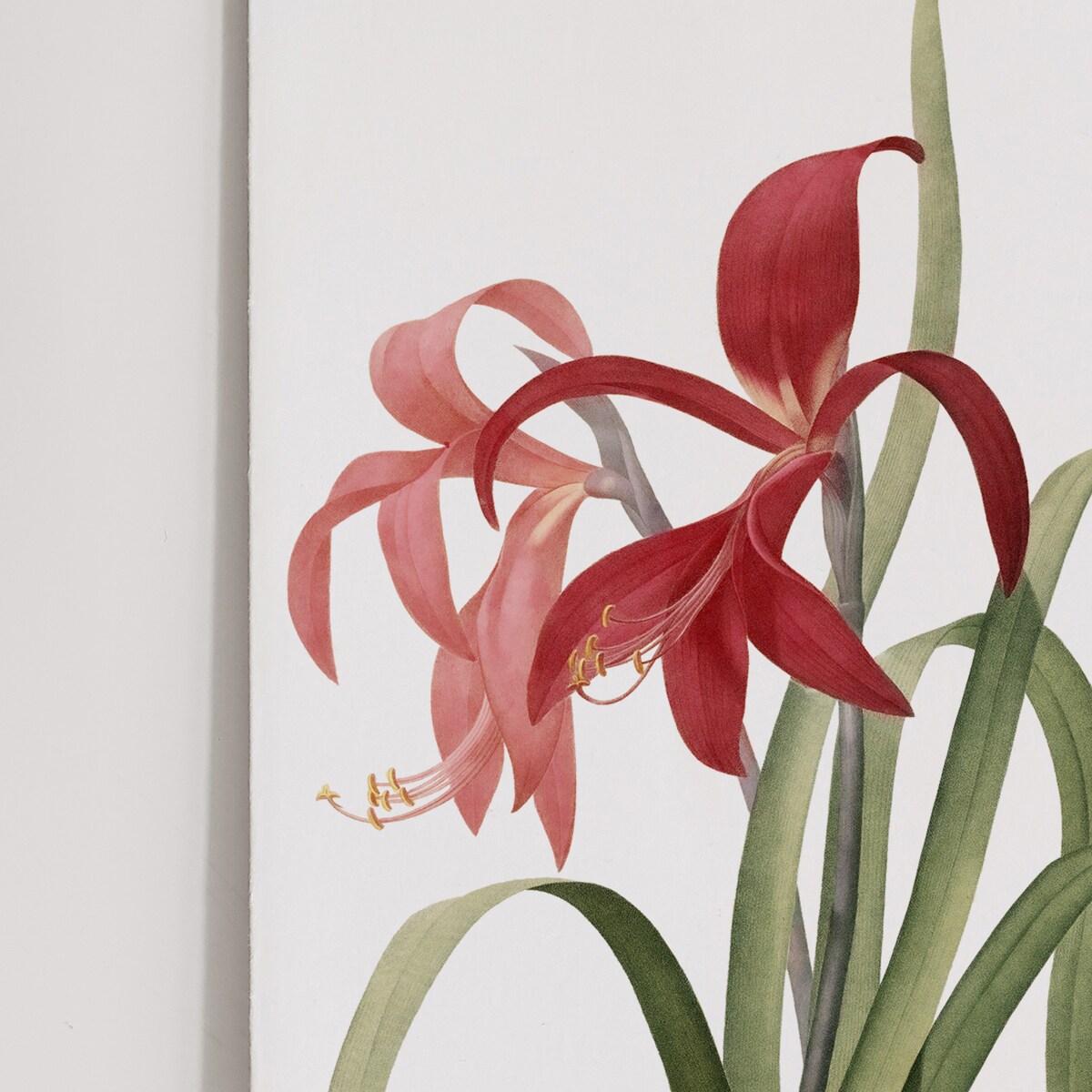 Plakat Amarylis 21x30cm