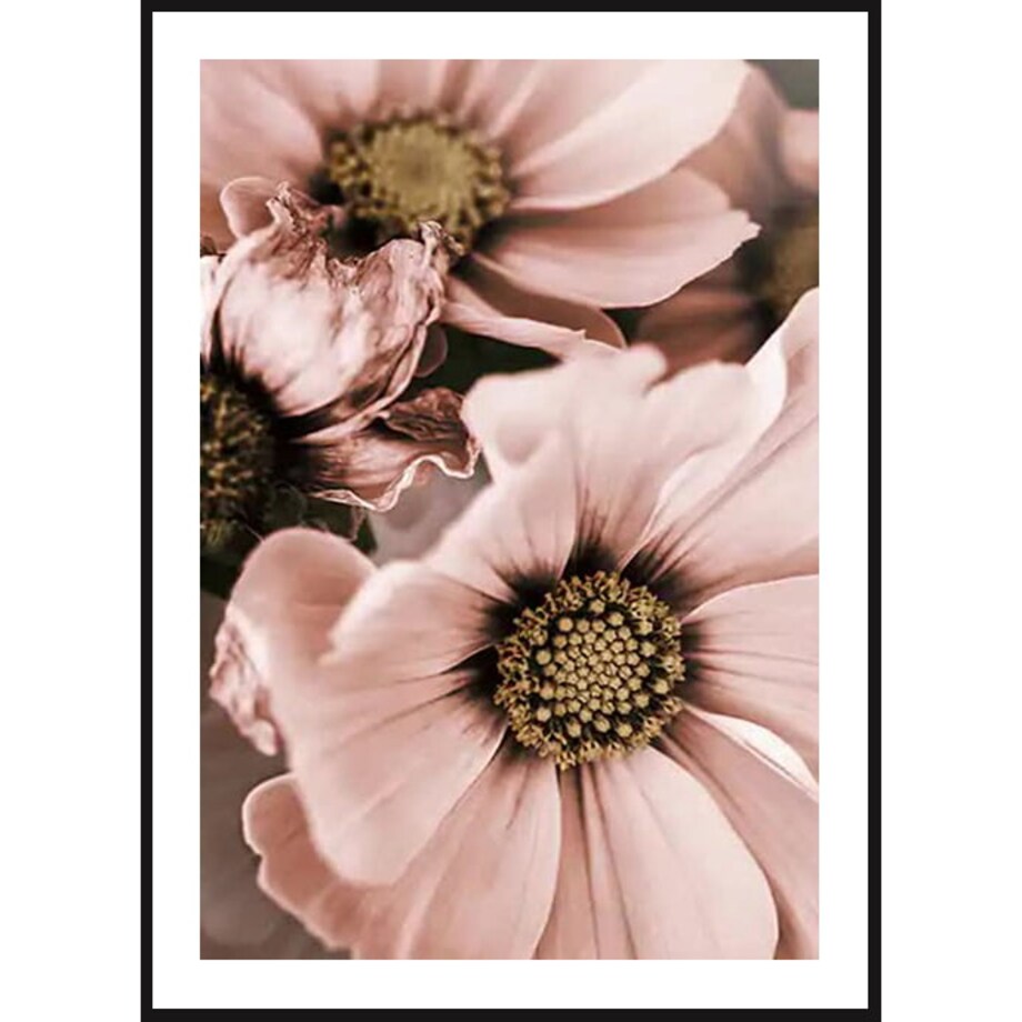 Poster Story, Plakat, Obraz - Różowe Magnolie, wymiary 50 x 70 cm