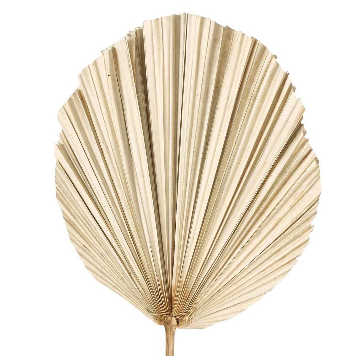 Liście palmy suszone ALYSJA, dekoracje ścienne, 3 sztuki