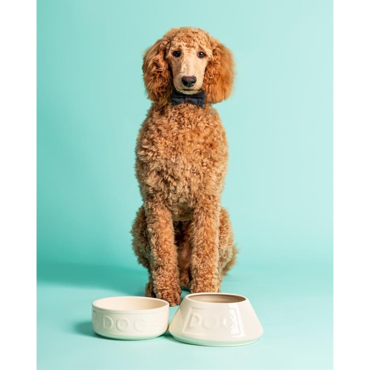 Miska dla psów długouchych kremowa, 21 x 8.5 cm, Mason Cash