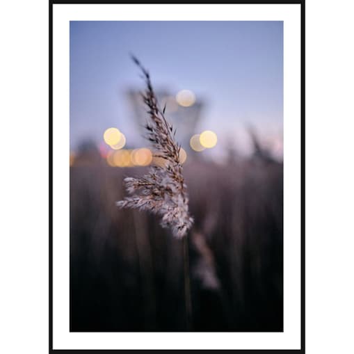 Poster Story, Plakat, Obraz - Pojedyncza Suszona Trawa, wymiary 42 x 60 cm