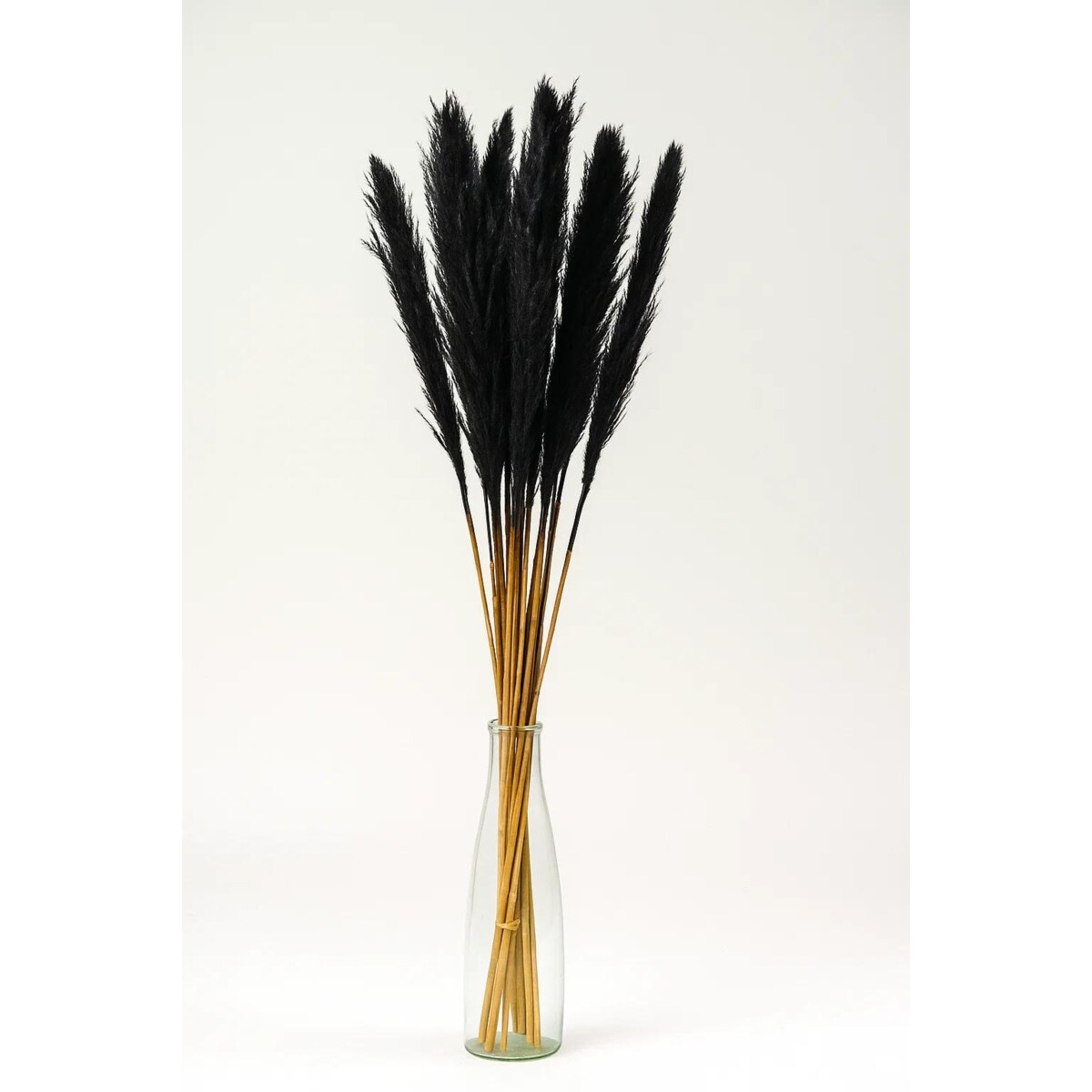 Zestaw 5 sztuk czarnych stabilizowanych Traw Pampasowych| Wysokość 160 cm