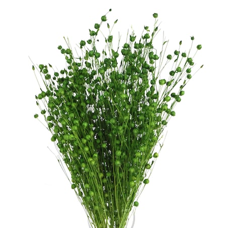 Suszony len zielony - bukiet