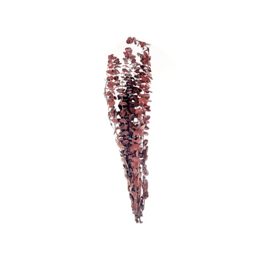 Bukiet suszonych kwiatów 56 cm bordowy BADAJOZ
