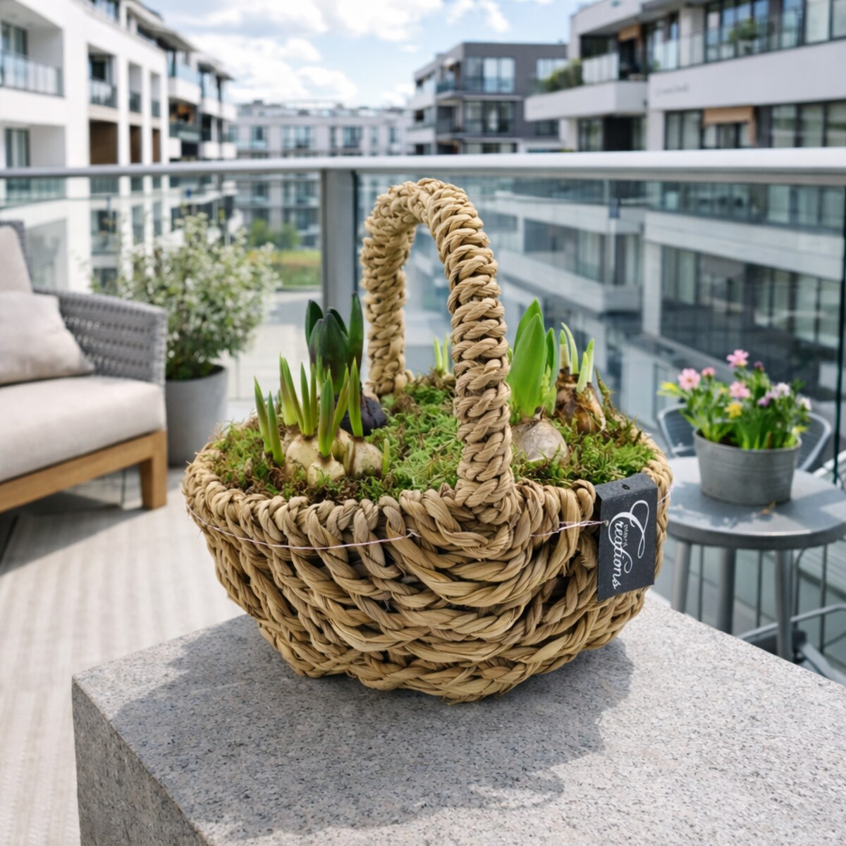 Kompozycja cebulowa z narcyzów, hyiacyntów i muscari Ø30cm wysokość 20-40cm