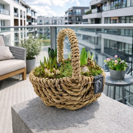 Kompozycja cebulowa z narcyzów, hyiacyntów i muscari Ø30cm wysokość 20-40cm