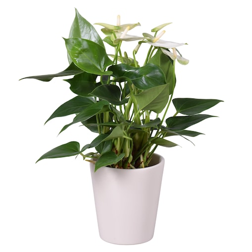 Anthurium w ceramicznej białej doniczce Ø 11 cm | Wysokość ok. 30 cm