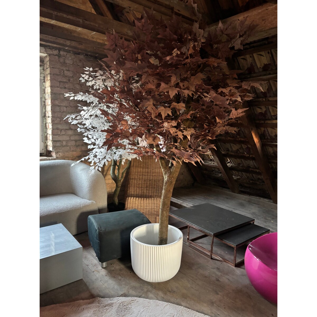 Drzewo klon w kolorze kawy z mlekiem 200 cm na naturalnym pniu