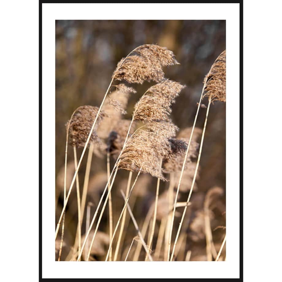 Poster Story, Plakat, Obraz - Trzciny na Wietrze, wymiary 70 x 100 cm