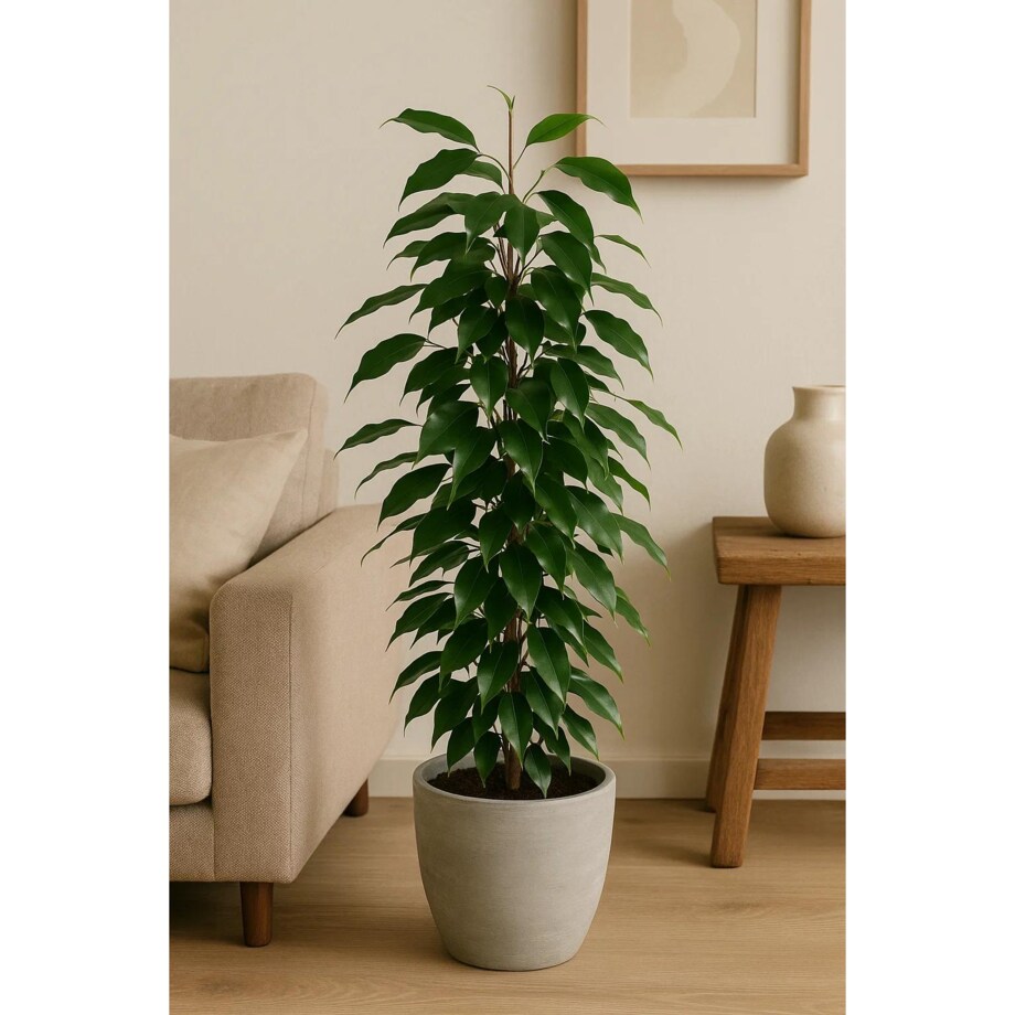 Ficus benjamina Danielle| Doniczka Ø 17 cm | Wysokość ok. 70 cm
