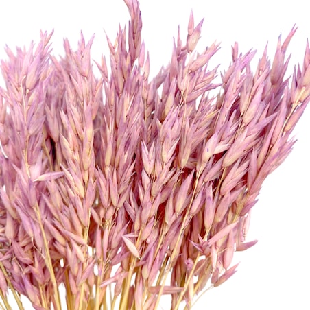 Suszony owies jasnofioletowy - suche zboża - 50 szt.