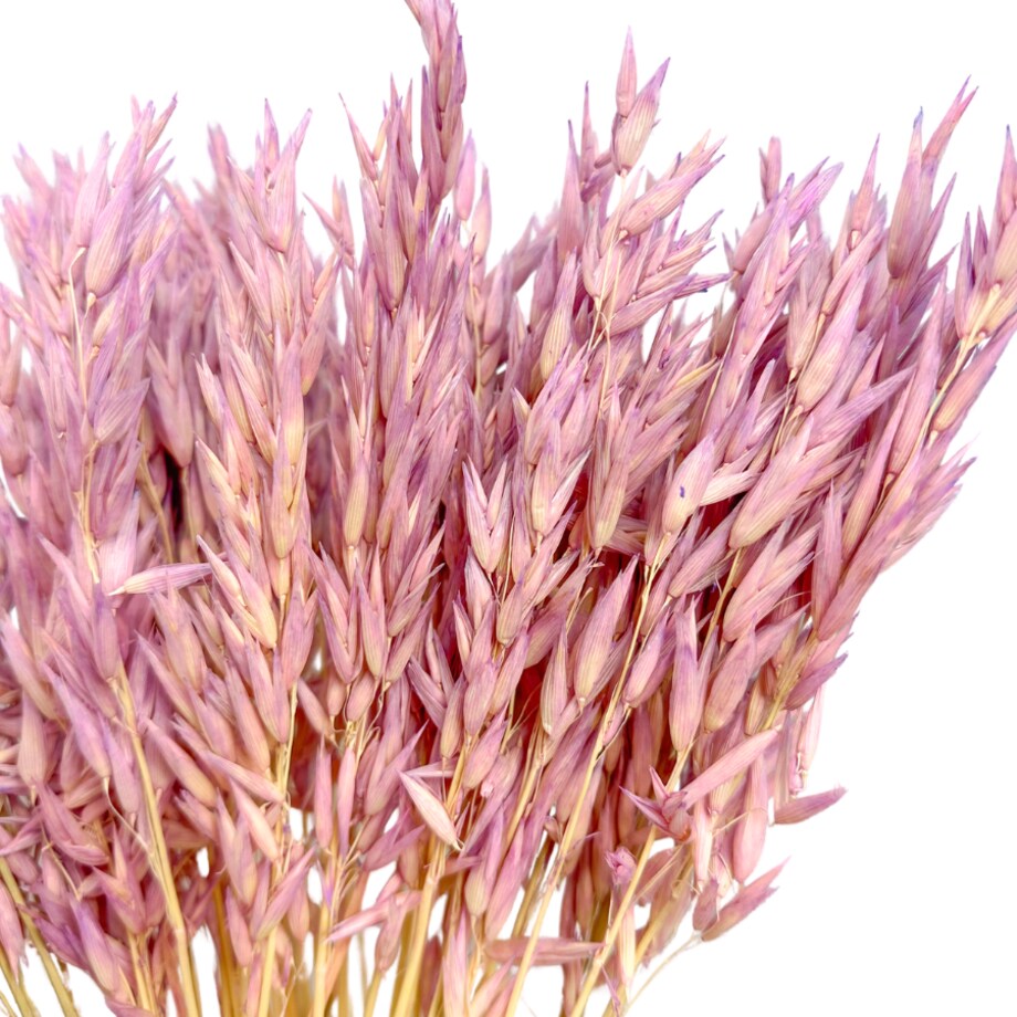 Suszony owies jasnofioletowy - suche zboża - 50 szt.