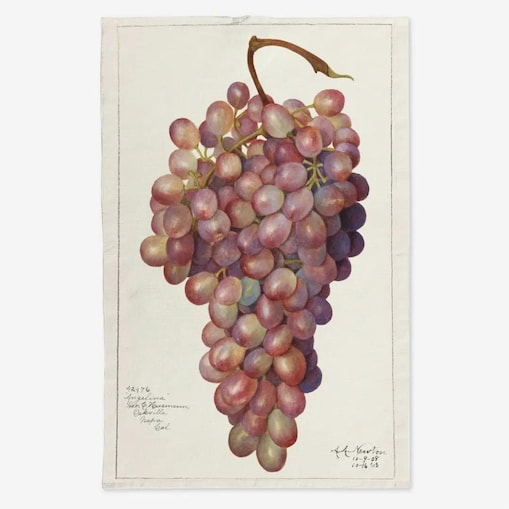 Lniany ręcznik kuchenny - czerwone winogrono